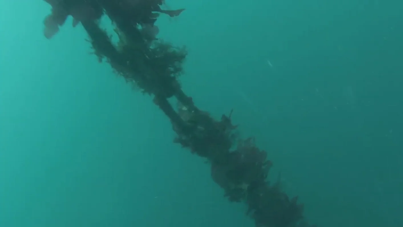 Commercial diver inspecting marine infrastructure at a Victoria BC waterfront site