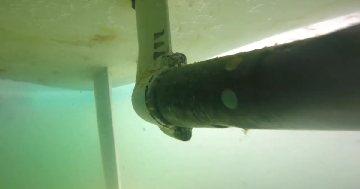 Underwater Hull Insection Emergency Hull Inspection Victoria BC | Danny's Diving